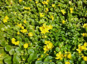 Lysimachia nummularia -blossom